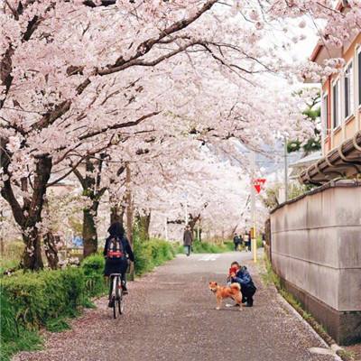 记者手记｜探访妇孺皆知《论语》的日本小城